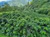 Ayabaca, Peru - Espresso