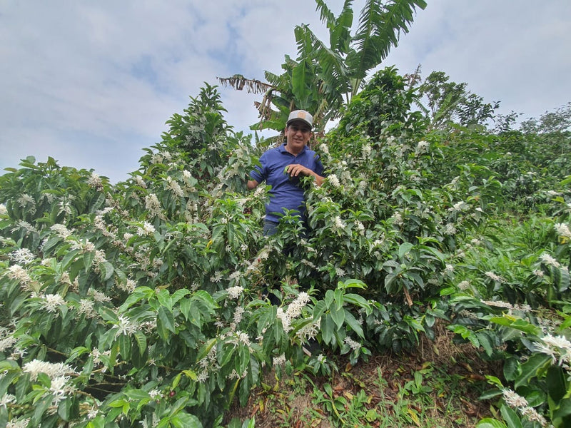 Rodrigo Sanchez Valencia, Colombia — Filter Roast