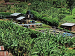 Lugendo, DR Congo - Espresso