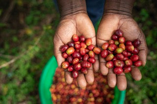 Midnight Flyer, Uganda - Espresso