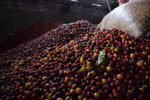 DECAF Colombia Excelso -  Espresso Roast