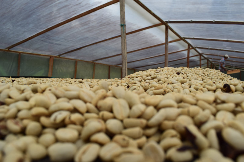 DECAF Colombia Excelso -  Espresso Roast