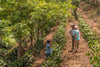 Ventura Family, Guatemala - Espresso