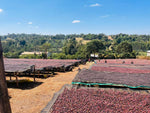 Kuri Mountain, Ethiopia - Espresso