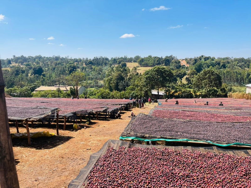 Kuri Mountain, Ethiopia - Espresso
