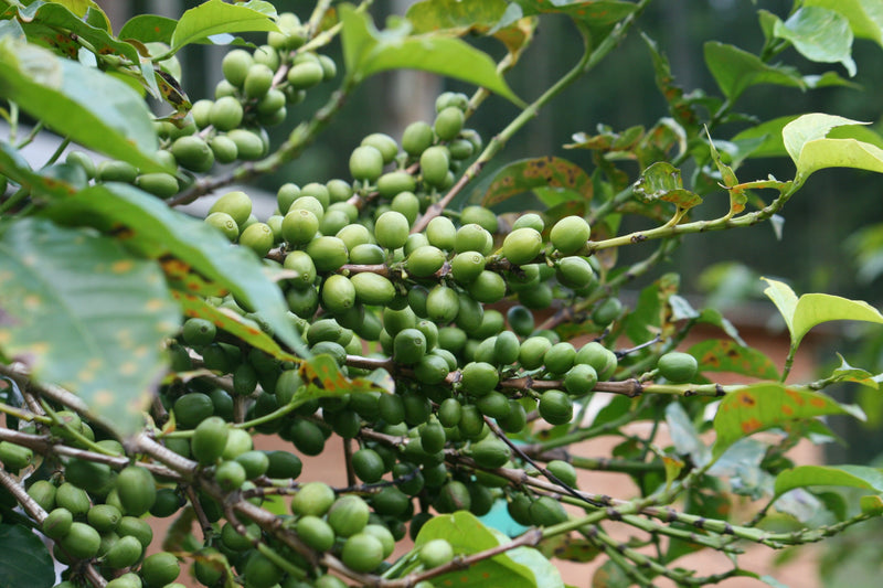 Masha, Burundi - Espresso