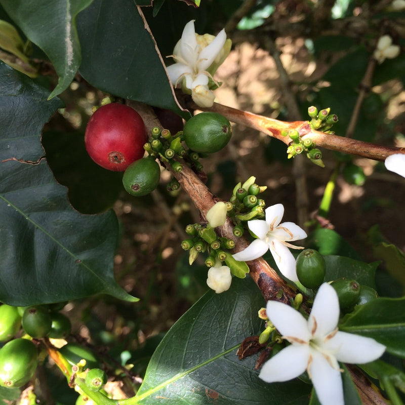 DECAF Colombia Excelso -  Espresso Roast