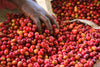Turaco, Burundi — Espresso Roast