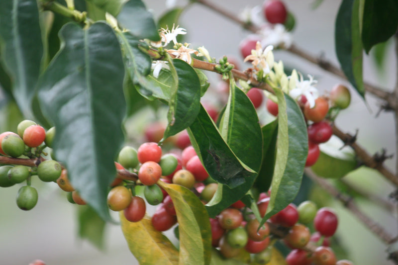 Masha, Burundi - Espresso