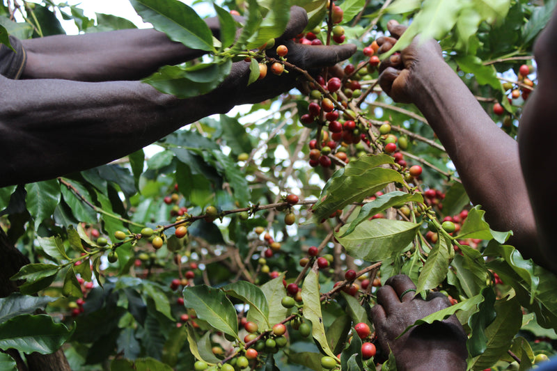 Masha, Burundi - Espresso