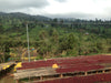 Kuri Mountain, Ethiopia - Espresso