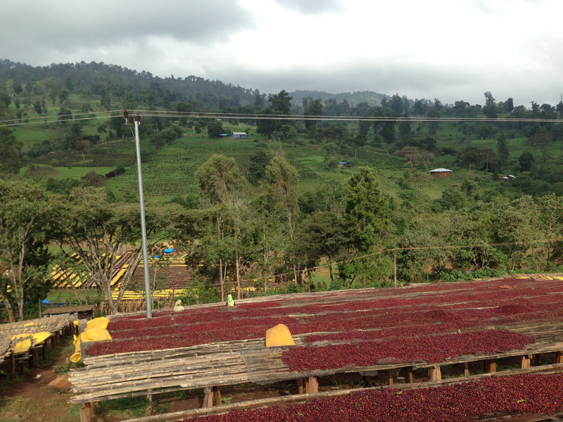 Kuri Mountain, Ethiopia - Espresso