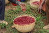 Kuri Mountain, Ethiopia - Espresso