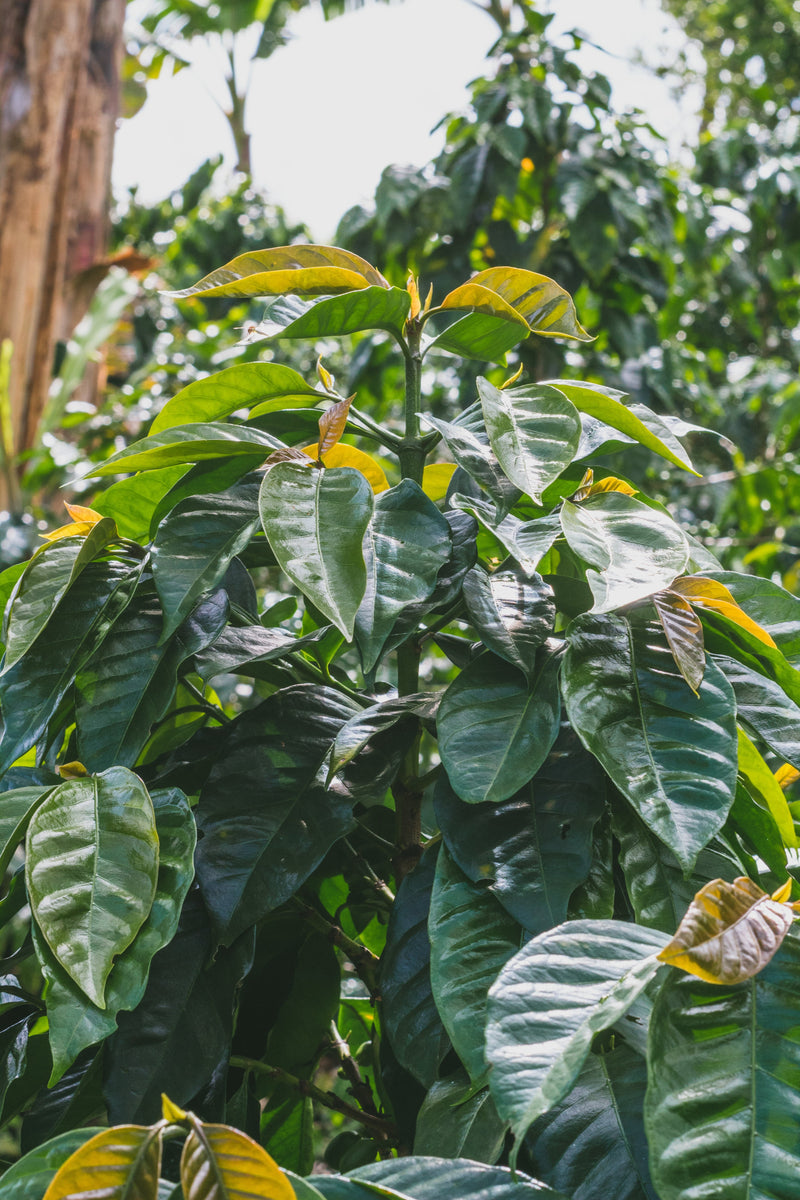 Rodrigo Sanchez Valencia, Colombia — Filter Roast