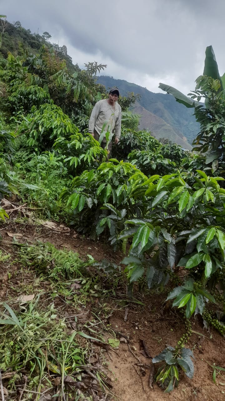 Lino Menor Gesha, Peru - Filter