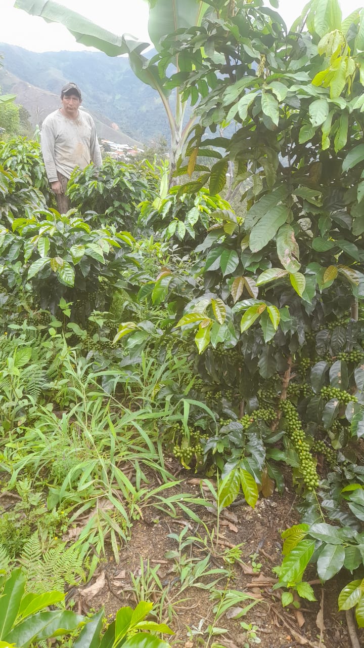 Lino Menor Gesha, Peru - Filter