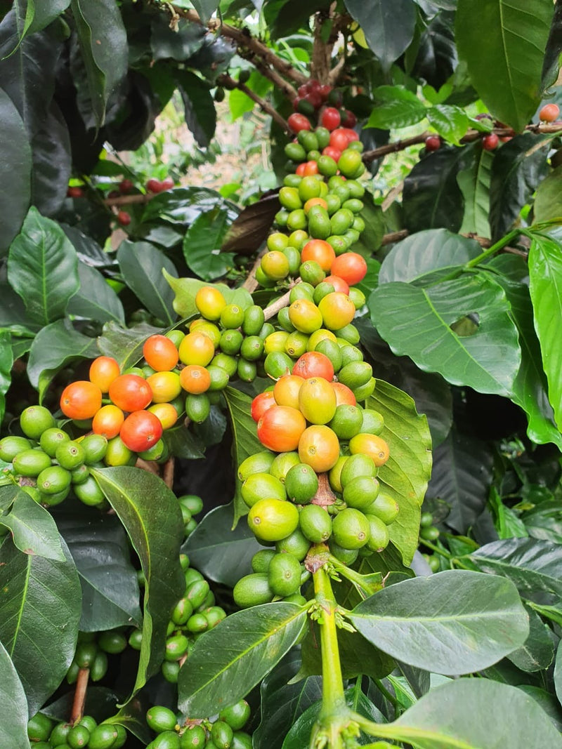 Rodrigo Sanchez Valencia, Colombia — Filter Roast